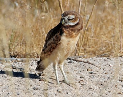 Owl, Burrowing