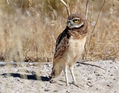 Owl, Burrowing