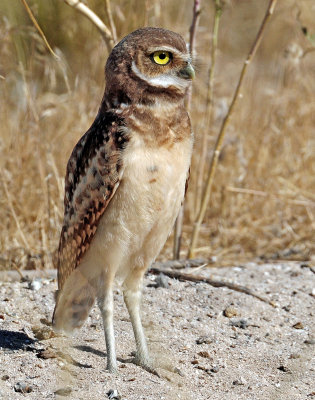 Owls, Burrowing (July 4, 2012)