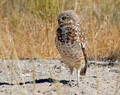 Owl, Burrowing