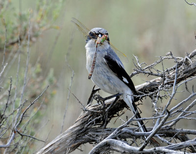 Shrike Loggerhead D-204 .jpg