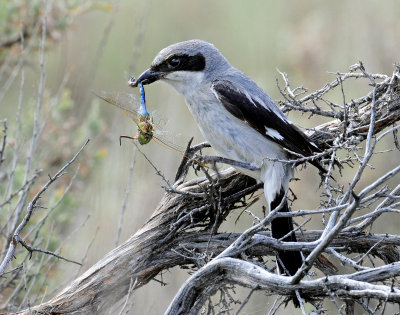 Shrike Loggerhead D-206 .jpg