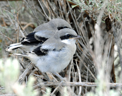 Shrike Loggerhead D-207 .jpg