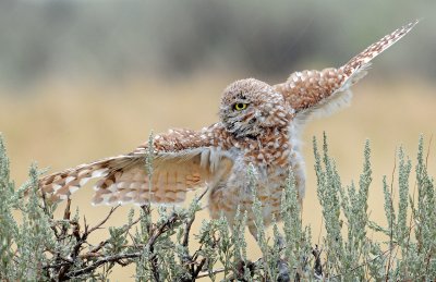 Owl, Burrowing (Male in the rain)