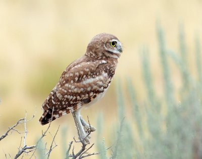 Owl, Burrowing (Fledgling)