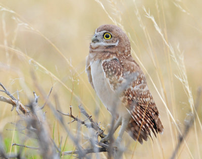 Owl, Burrowing (Fledgling)