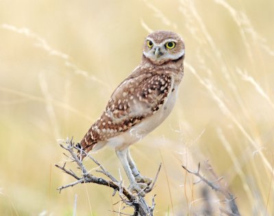 Owl, Burrowing (Fledgling)