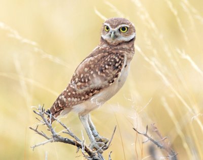 Owl, Burrowing (Fledgling)