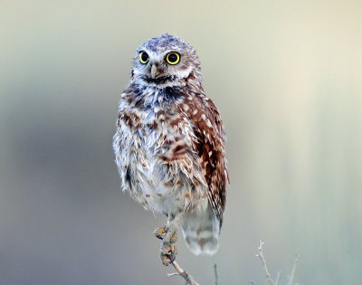 Owls,  Burrowing (More)