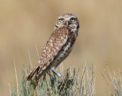 Owl, Burrowing (Female)