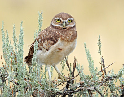 Owl, Burrowing