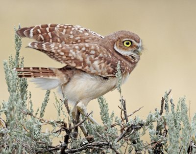 Owl, Burrowing