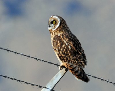 Owl, Short-eared