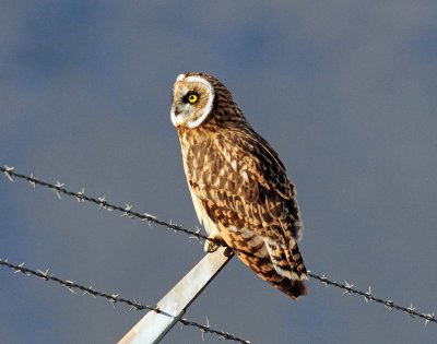 Owl, Short-eared