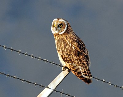 Owl, Short-eared