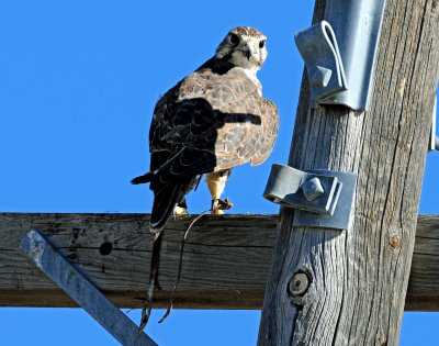 Falcon, Prairie w/ snare