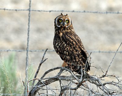 Owl, Short-eared