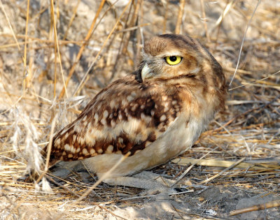 Owls, Burrowing  