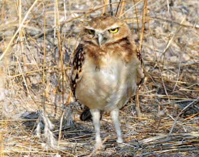 Owls, Burrowing  