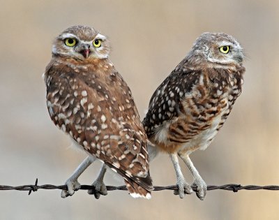 Owls, Burrowing  