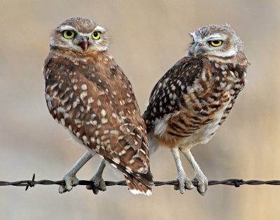 Owls, Burrowing  