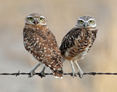 Owls, Burrowing  