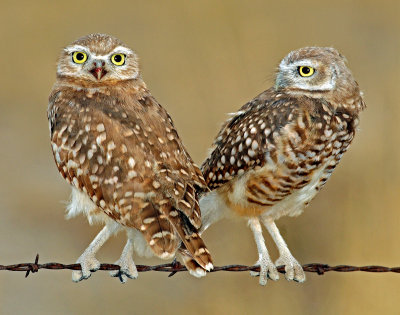 Owls, Burrowing