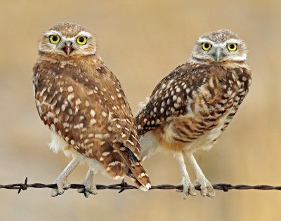 Owls, Burrowing  