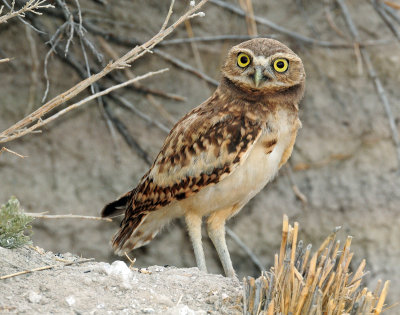 Owls, Burrowing  