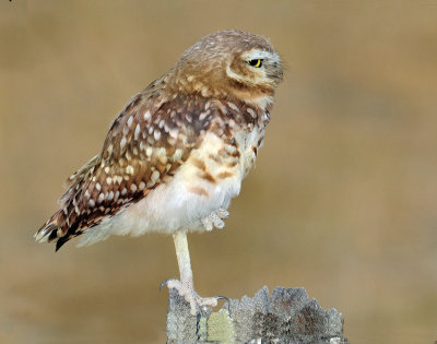 Owls, Burrowing