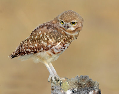 Owl, Burrowing  (July 20, 2012)