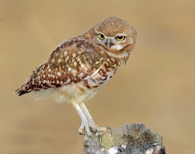 Owls, Burrowing  