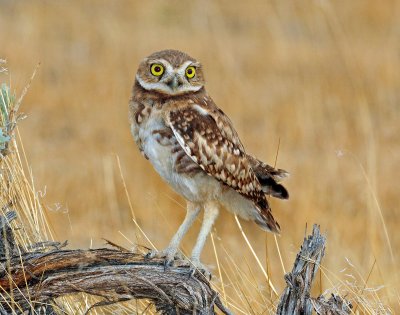 Owls, Burrowing  