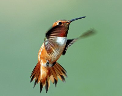 Hummingbirds, Rufous