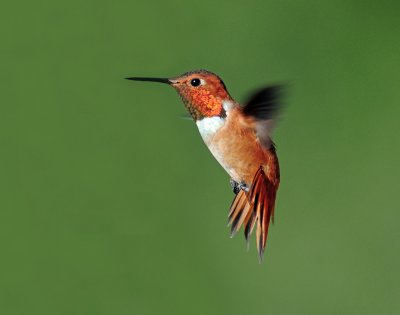 Hummingbirds, Rufous