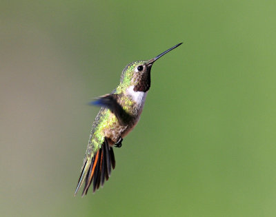 Hummingbirds, Broad-tailed