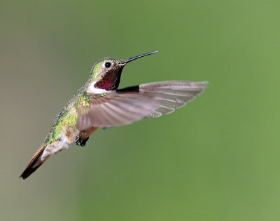 Hummingbirds, Broad-tailed