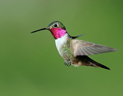 Hummingbirds, Broad-tailed