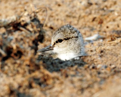 Avocet, American (Newborns)