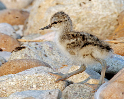 Avocet, American (Newborns)