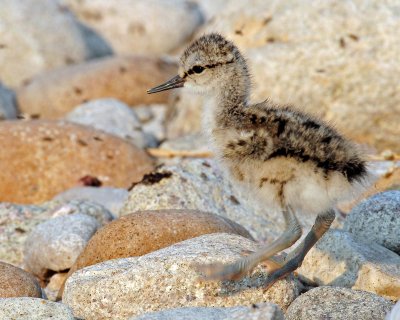 Avocet,  American (Newborns)