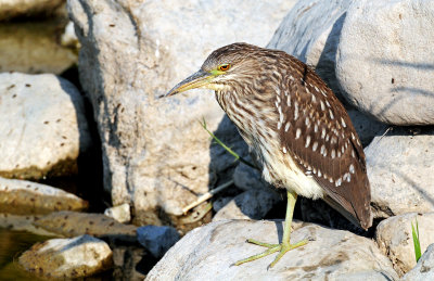 Night Heron, Black-crowned (Juvenile)