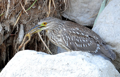 Night Heron, Black-crowned (Juvenile)