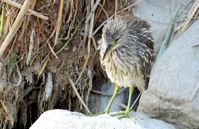 Night Heron, Black-crowned (Juvenile)