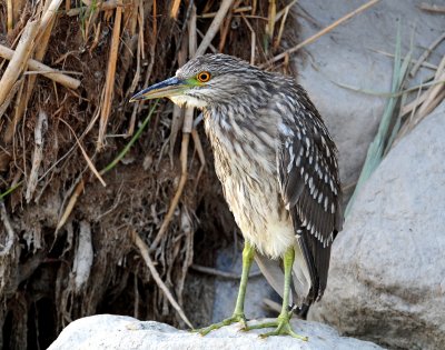 Night Heron, Black-crowned (Juvenile)