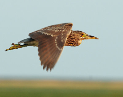 Night Heron, Black-crowned (Juvenile)