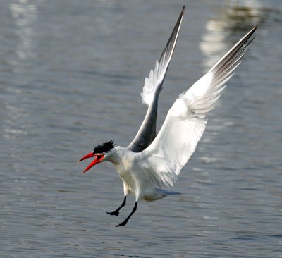 Tern, Caspian