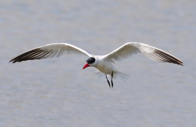 Tern, Caspian