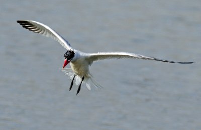 Tern, Caspian