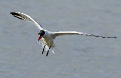 Tern,  Caspian